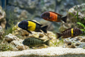 AI-generated assorted Tropheus cichlids