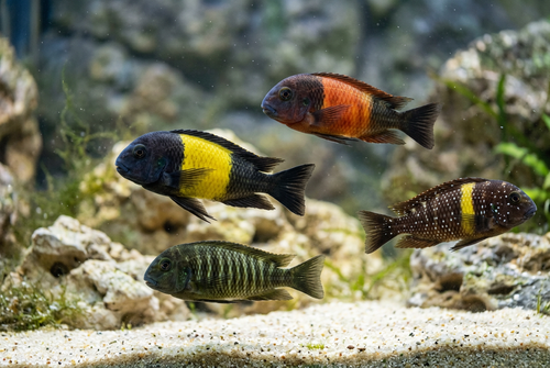 AI-generated assorted Tropheus cichlids
