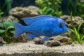 AI-generated Cyrtocara moorii cichlid