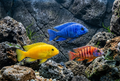 Assorted African Cichlids