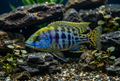 Venustus Cichlid
