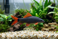 Rainbow Shark