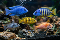 Premium African Cichlid