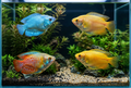 Assorted Gourami