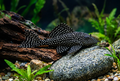 Isolated Plecostomus image