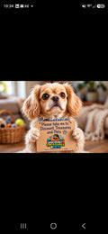 Dog Products & Food 🐕